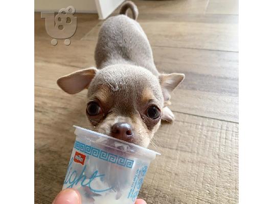 PoulaTo: male and female Chihuahua